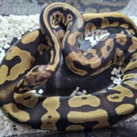 ボールパイソン(コンフュージョンhetクラウン)約700g オス