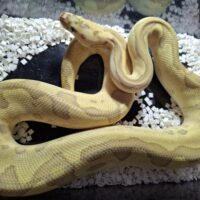ボールパイソン（レオパードバターファイアクラウン）約700g オス