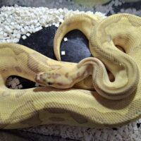 ボールパイソン（レオパードバターファイアクラウン）約700g オス