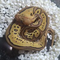 ボールパイソン（パステルレオパードクラウンpossスポットノーズ）25CB メス