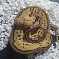 ボールパイソン（パステルレオパードクラウンpossスポットノーズ）25CB メス