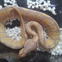 ボールパイソン（バナナ/Female Maker）25CB オス