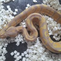 ボールパイソン（バナナ/Female Maker）25CB オス