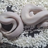 ボールパイソン（モハベレッサー/ブルーアイリューシ）25CB メス