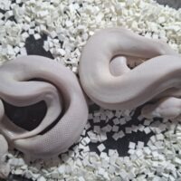 ボールパイソン（モハベレッサー/ブルーアイリューシ）25CB メス