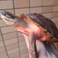 ベトナムミスジハコガメ(甲長約16cm)