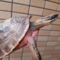 ベトナムミスジハコガメ(甲長約16cm)