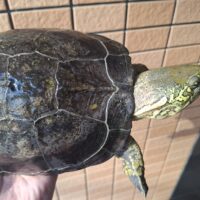 オオアタマクサガメ（頭幅50mm、甲長約21cm）メス