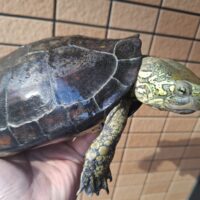 オオアタマクサガメ（頭幅50mm、甲長約21cm）メス