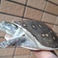 キタインドハコスッポン（甲長約9～10cm）ペア