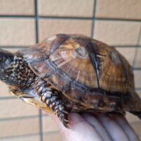 トウブハコガメ（甲長約12cm）オス（画像10枚目以降に親画像添付）