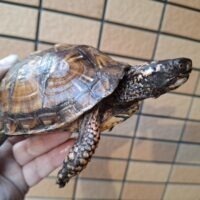 トウブハコガメ（甲長約12cm）オス（画像10枚目以降に親画像添付）