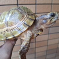 ユカタンハコガメ（甲長約12cm）TSDオス