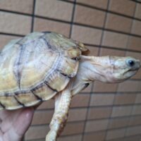 ユカタンハコガメ（甲長約13,5cm）CBオス