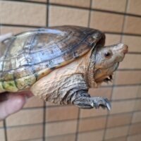 サルヴィンオオニオイガメ（甲長約14,5cm）WC オス