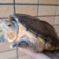 サルヴィンオオニオイガメ（甲長約14,5cm）WC オス