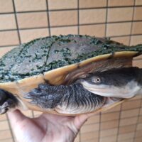 エキスパンサーナガクビガメ（甲長約28cm）メス （国内繁殖,産卵経験あり）
