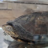 ホオアカドロガメ(甲長約9cm)WC メス