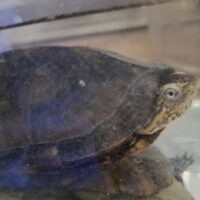 ホオアカドロガメ(甲長約9cm)WC メス