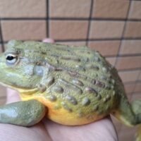 アフリカウシガエル（ヤングアダルト）