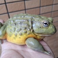 アフリカウシガエル（ヤングアダルト）