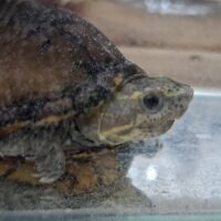 トウブドロガメ（甲長約8cm）WC オス