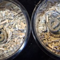 クナシリアオダイショウ（hetアルビノ）25CB