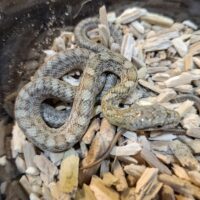 クナシリアオダイショウ（hetアルビノ）25CB