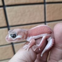 ナメハダタマオヤモリ（アルビノパターンレス）ヤング オス