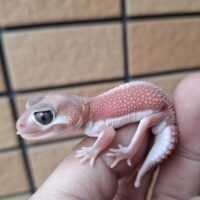 ナメハダタマオヤモリ（アルビノパターンレス）ヤング オス