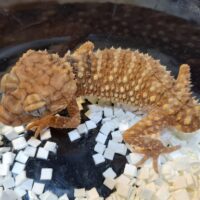 オニタマオヤモリ（アダルト23CB）オス