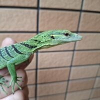 エメラルドツリーモニター（25CB）