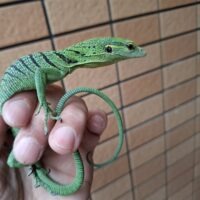 エメラルドツリーモニター（25CB）