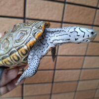 カロリナダイヤモンドバックテラピン（コンセントリック）甲長約10cm