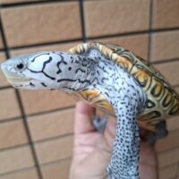 カロリナダイヤモンドバックテラピン（コンセントリック）甲長約10cm