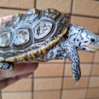 カロリナダイヤモンドバックテラピン（ブルーコンセントリック）甲長約10cm