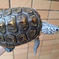 カロリナダイヤモンドバックテラピン（ブルーコンセントリック）甲長約10cm