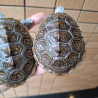 カロリナダイヤモンドバックテラピン（コンセントリック）甲長約10cm