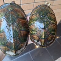 シロクチドロガメ（甲長約 ♂16cm ♀12,5cm）ペア