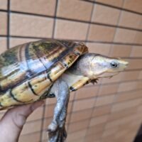 シロクチドロガメ（甲長約 ♂16cm ♀12,5cm）ペア
