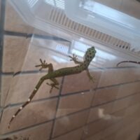 ポリロフェルスゲッコー（ペア）