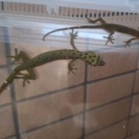 ポリロフェルスゲッコー（ペア）