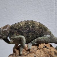 ジャクソンカメレオン（ヤング）メス