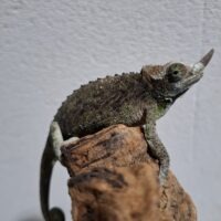 ジャクソンカメレオン（ヤング）メス