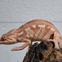 パンサーカメレオン（アンビローブ）ヤング メス