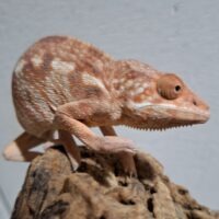 パンサーカメレオン（アンビローブ）ヤング メス