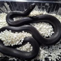メキシカンブラックキングスネーク（約100cm）メス