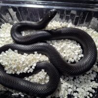 メキシカンブラックキングスネーク（約100cm）メス