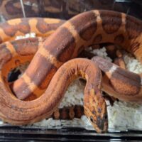 コーンスネーク（スケールレス）約150cm メス