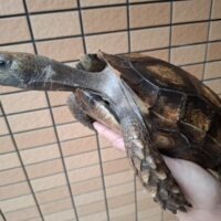 スマトラムツアシガメ(甲長約25cm)